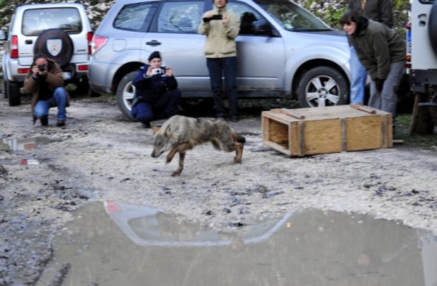 Gubbio, nel Parco del Monte Cucco torna in libertà il lupo curato per sospetto avvelenamento