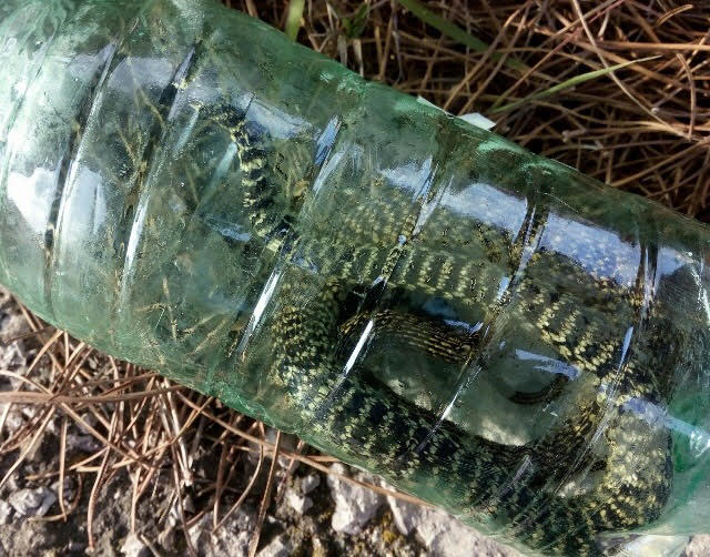 Messo un serpente nell’auto di Stefano Tacconi