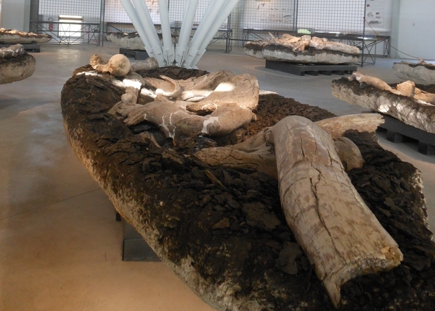 gli elefanti fossili dell'umbria esposti a pietrafitta