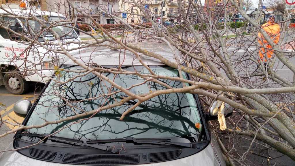 Maltempo, cade pianta sopra auto a Cospea | Più di 30 gli interventi dei Vigili del Fuoco