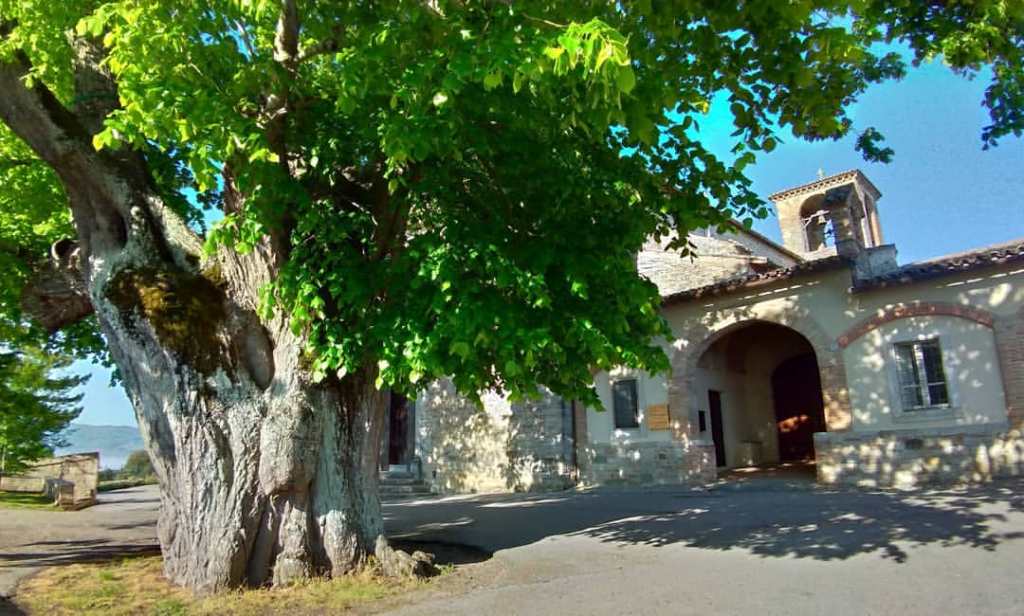 Il tiglio di 590 anni a Todi è stato messo in sicurezza
