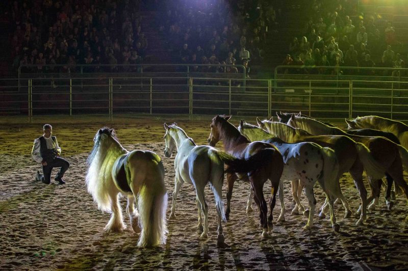 Mostra del Cavallo, 1000 spettatori alla prima del gala equestre “Amor Cortese”