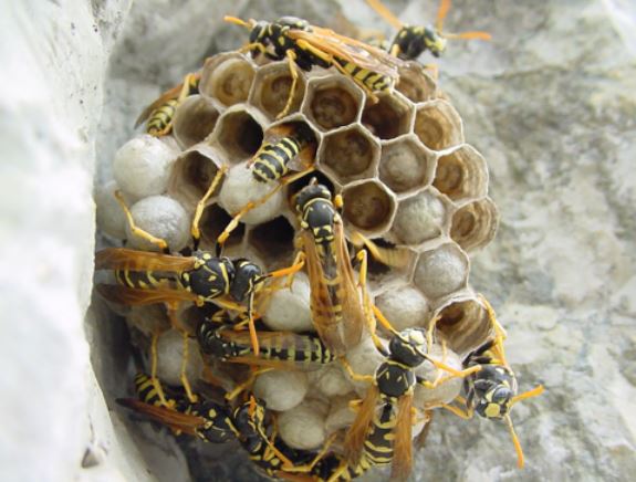 Mosche, vespe, calabroni, zanzare: le Usl contro l’emergenza insetti