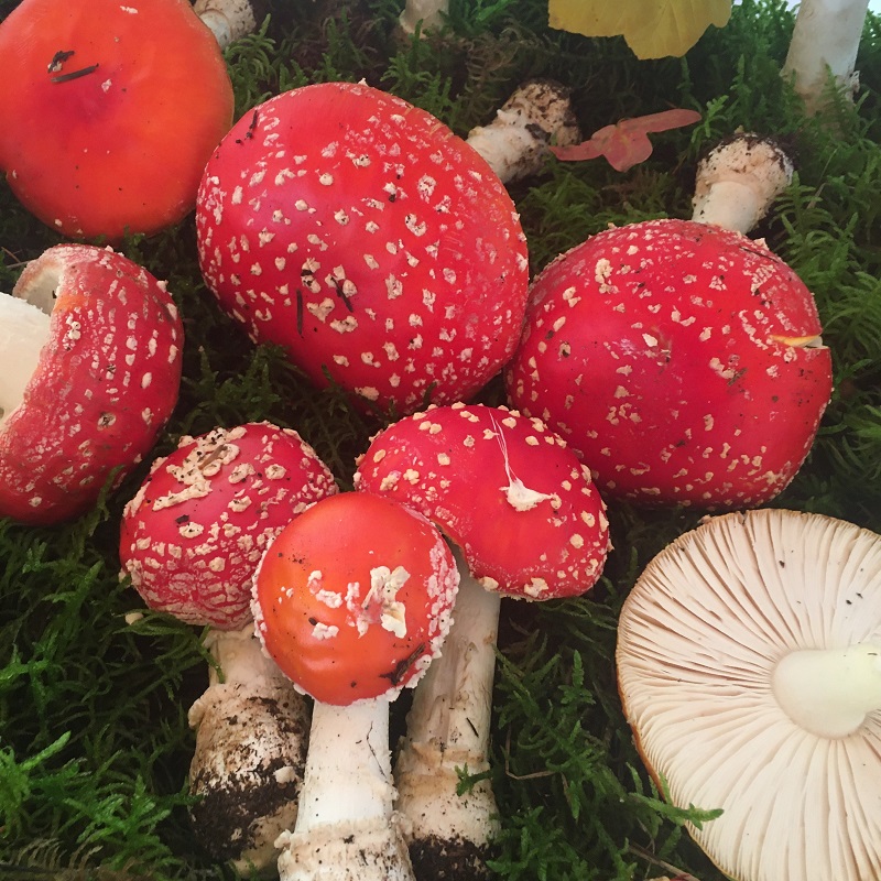 Usl Umbria 1, intossicazioni da funghi: i consigli dei micologi