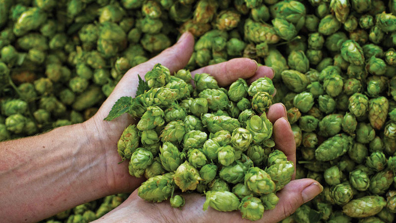 Filiera del Luppolo in Umbria, c’è un Bando da 1,5 milioni