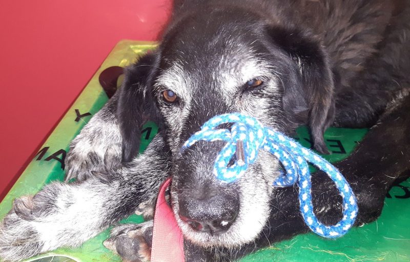 Cane “eroe” sventa furto, picchiato brutalmente dai ladri
