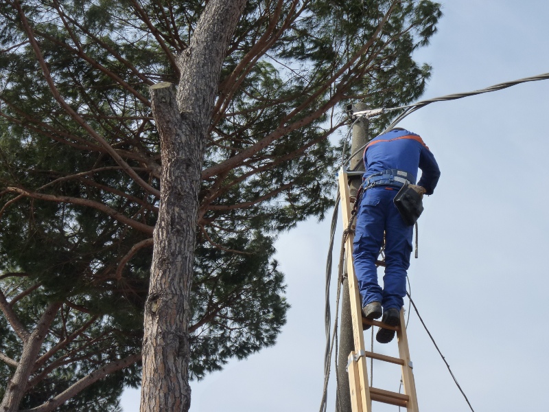 Albero cade e trancia cavi elettrici, 7 ore di blackout per intera frazione
