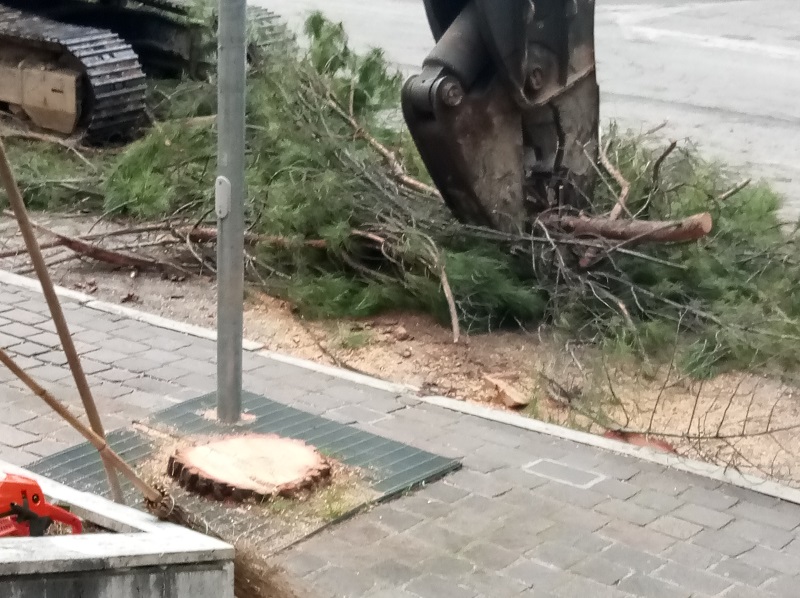 In 5 anni persi mille alberi | Oggi bilancio attivo con alberelli al posto dei pini