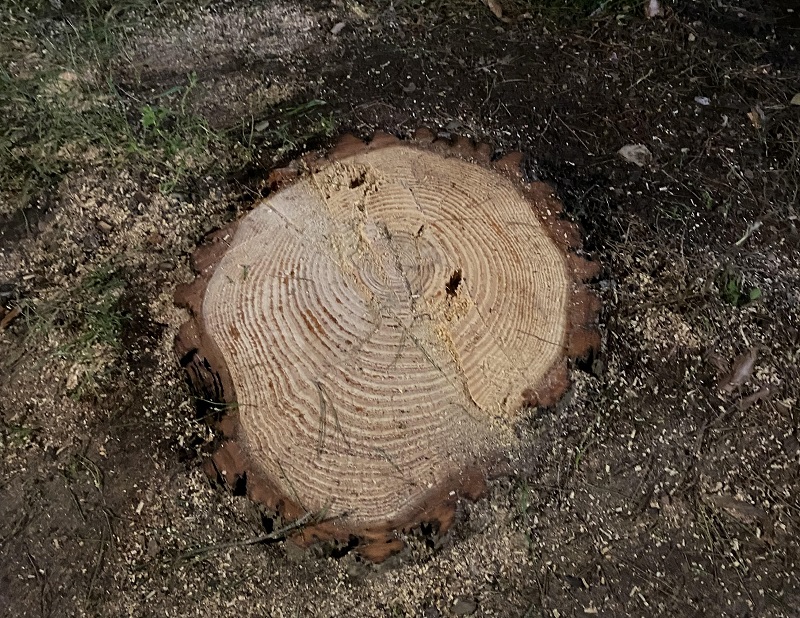 alberi tagliati