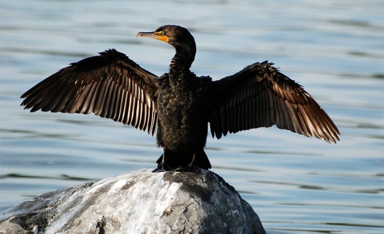 problema per i cormorani al trasimeno