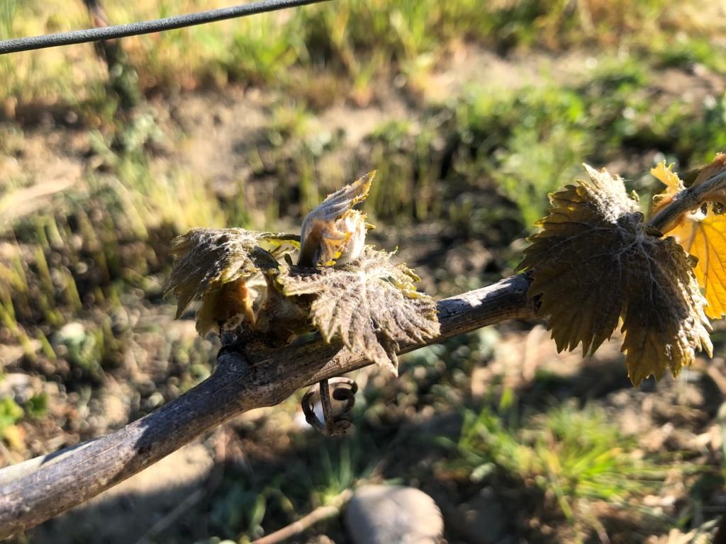 Gelata storica, danni ai vitigni di Sangiovese e Grechetto