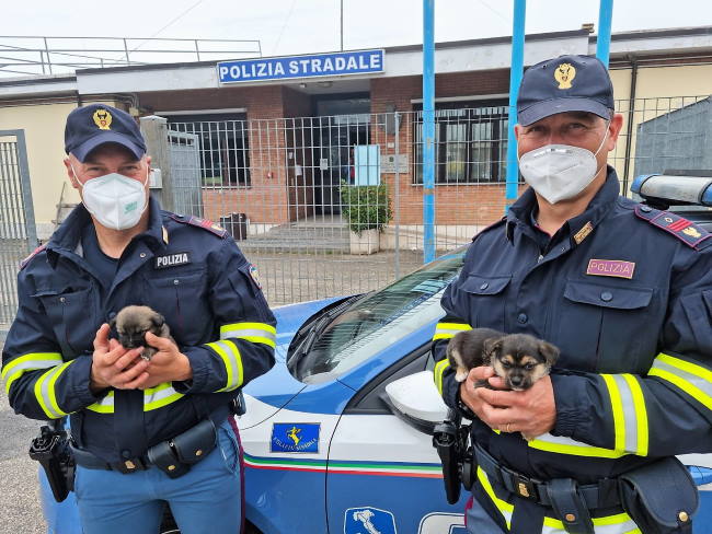 Cuccioli di cane in autostrada: 2 salvati dalla stradale, 3 investiti