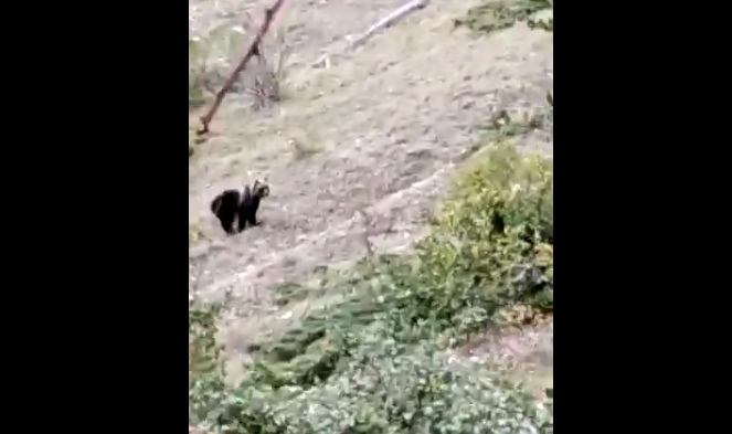 orso marsicano sui monti sibillini