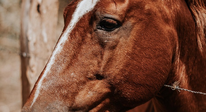 cavalli e cani maltrattati