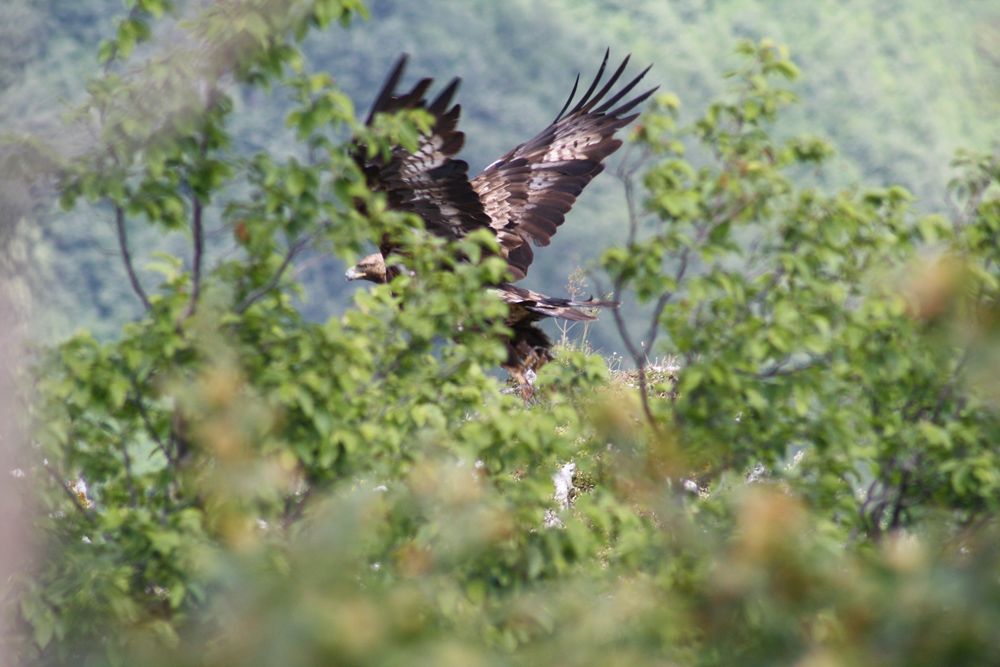 Tre giorni alla scoperta dell’Aquila Reale grazie agli studi di Bernardino Ragni
