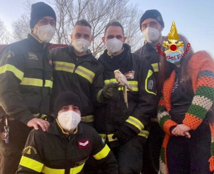 Pappagallo impigliato su un albero, salvato dai vigili
