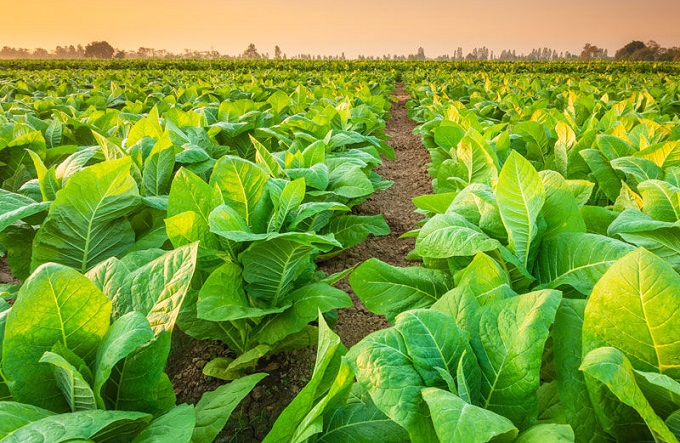 Crisi tabacco, qualcosa si muove, via incontri al Ministero “Filiera Altotevere va tutelata”
