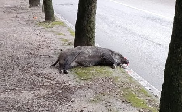 Auto investe cinghiale e ne sfiora un altro lungo viale della Rimembranza