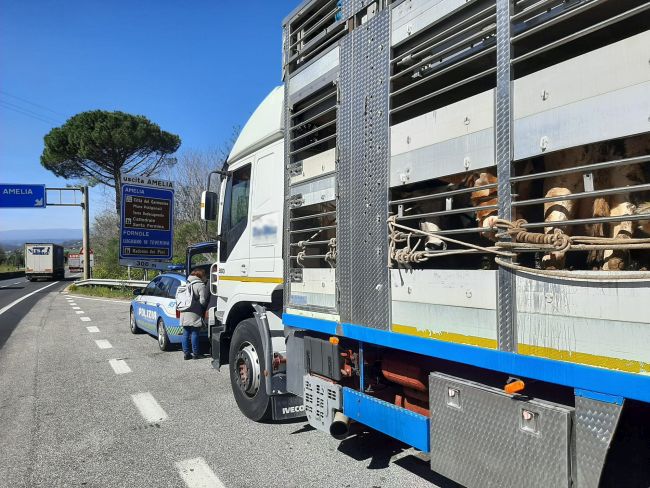 Trasporto di animali vivi: tante le violazioni