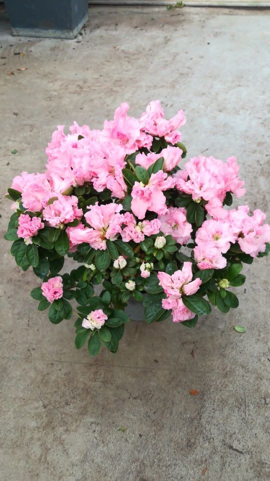 Un fiore per la vita, la campagna “Assistenza, Ricerca, Prevenzione, sostienile con un fiore”, di AUCC