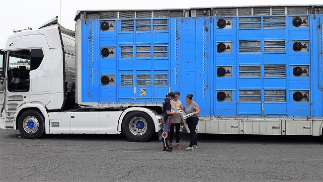 TRASPORTO ANIMALI VIVI, UNA NUOVA INTERROGAZIONE PER FERMARLI