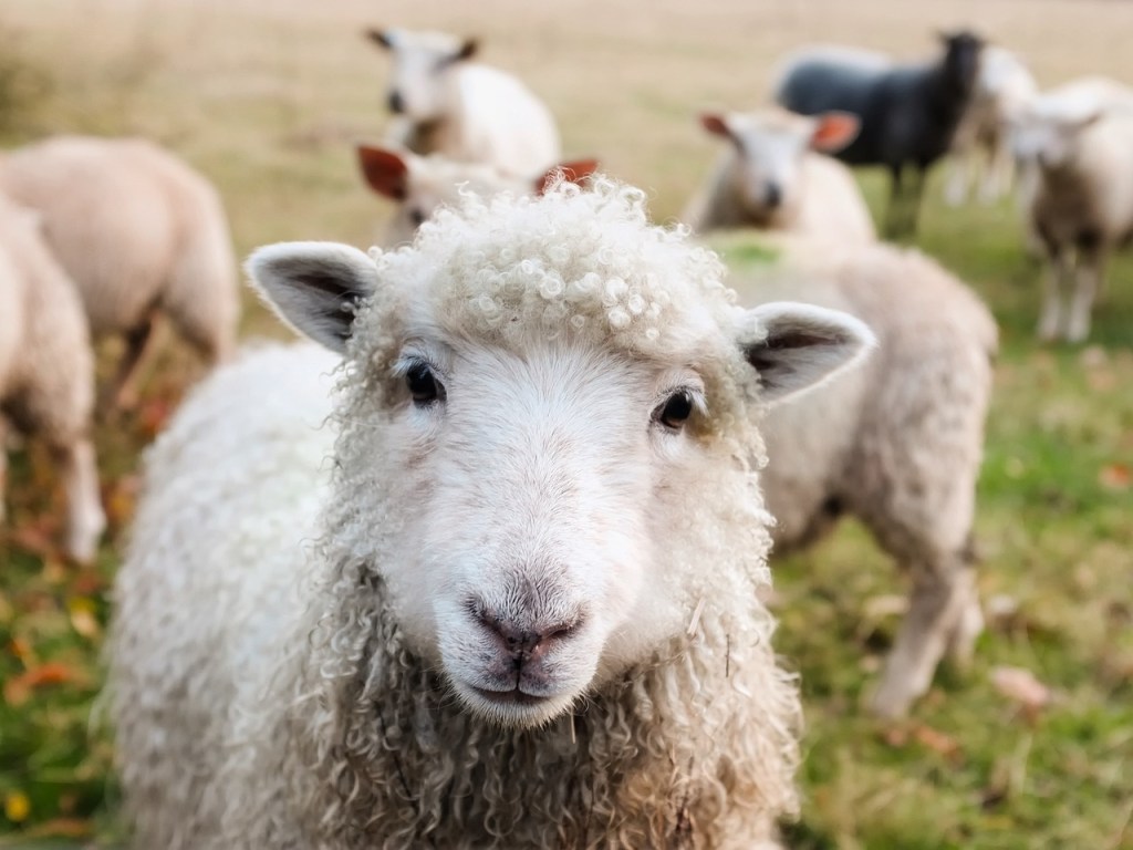 pecore ovini