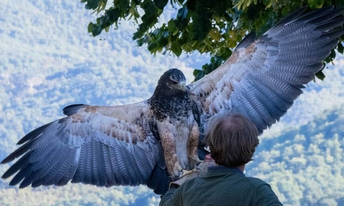 Águila chilena desapareció en el cielo entre Umbría y Toscana, llaman para encontrar el raro espécimen
