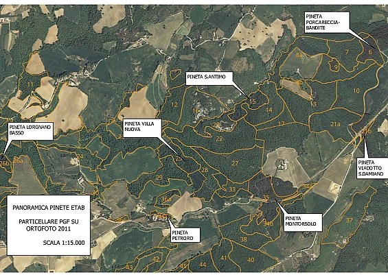 Etab Consolazione Todi, asta pubblica  per l’affitto di boschi da diradare