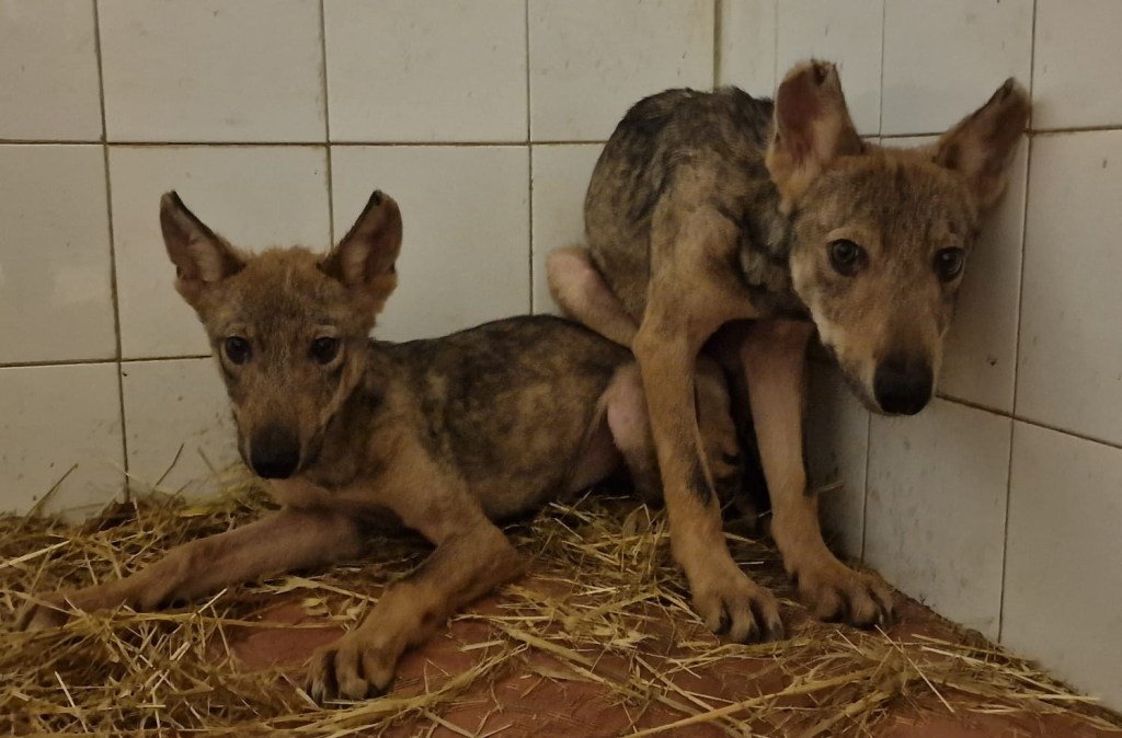 Salvati cuccioli di lupo, “i genitori uccisi dai bracconieri”