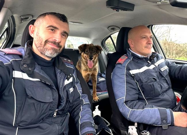 Cagnolina ‘a spasso’ con la Polizia Locale: gli agenti la salvano dal traffico