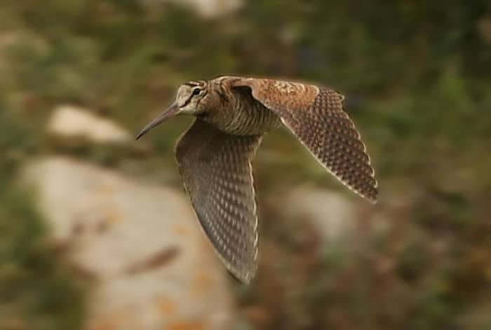 “Ritorno” a caccia, gli ambientalisti scrivono alla Regione: non retroattiva