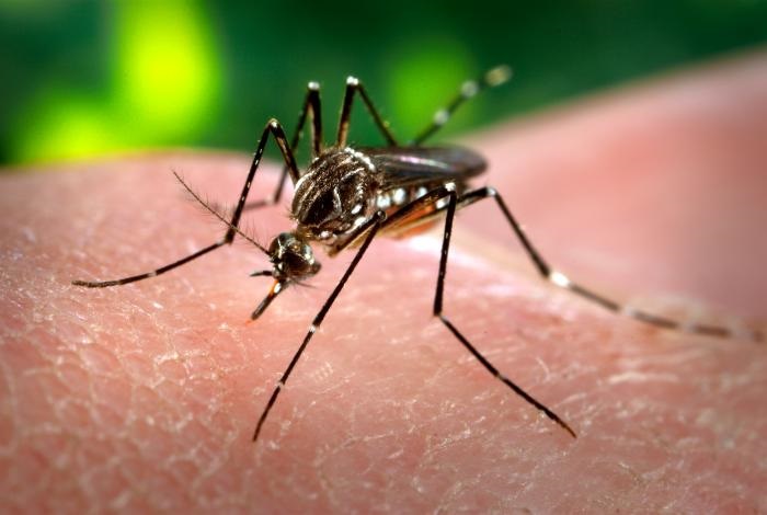zanzara dengue