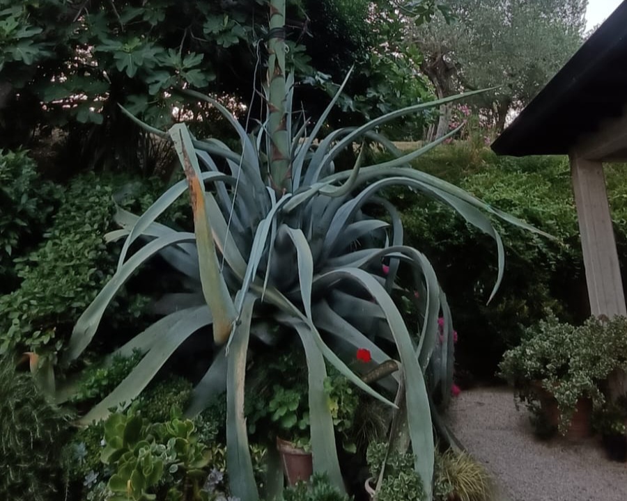 Una agave da record a Montefalco, fiore alto quanto una casa | Foto