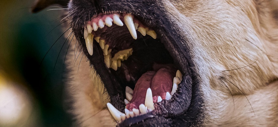 Cane di grossa taglia aggredisce e uccide animale del vicino, sanzionata proprietaria