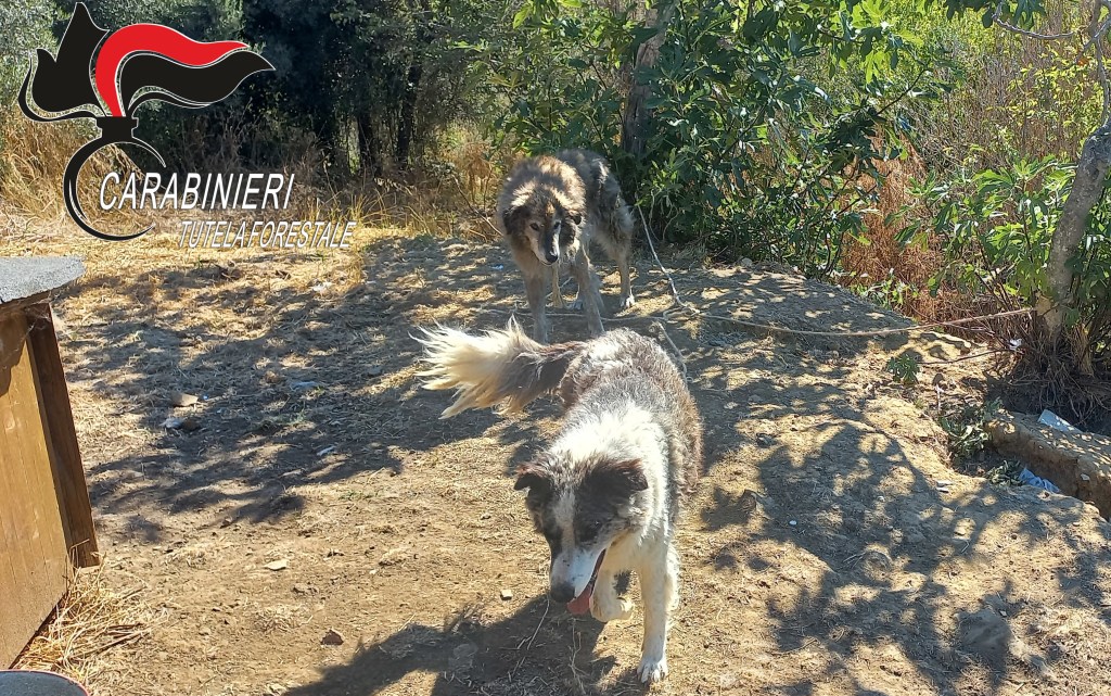 Va a Roma e lascia i cani legati sotto il sole: i carabinieri forestali denunciano il proprietario
