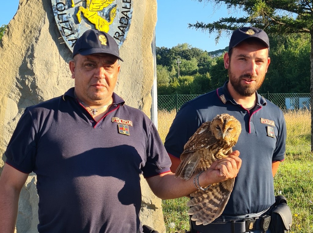 La Polstrada salva un raro allocco lungo la E45