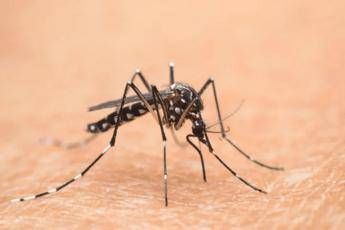 Umbra positiva al virus West Nile, attivate trappole e trattamenti anti zanzara