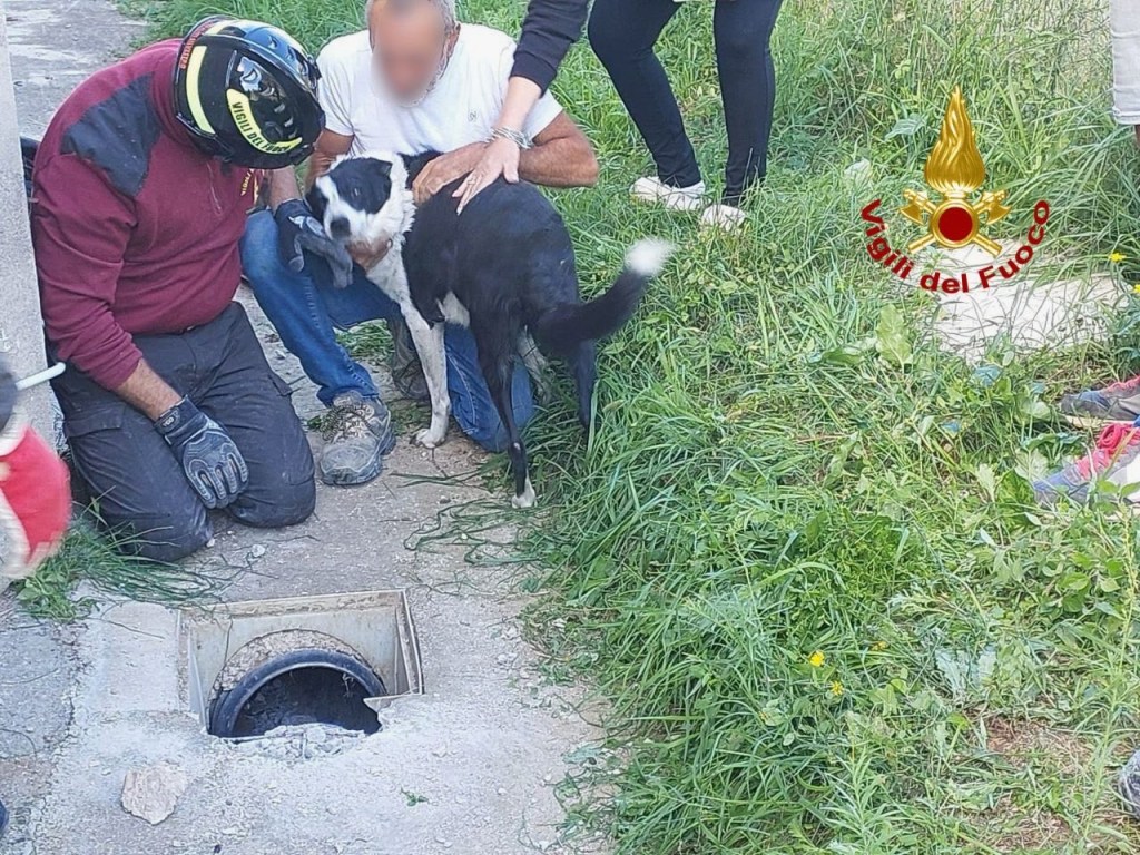 Cane giù per il tubo, salvato dai vigili del fuoco
