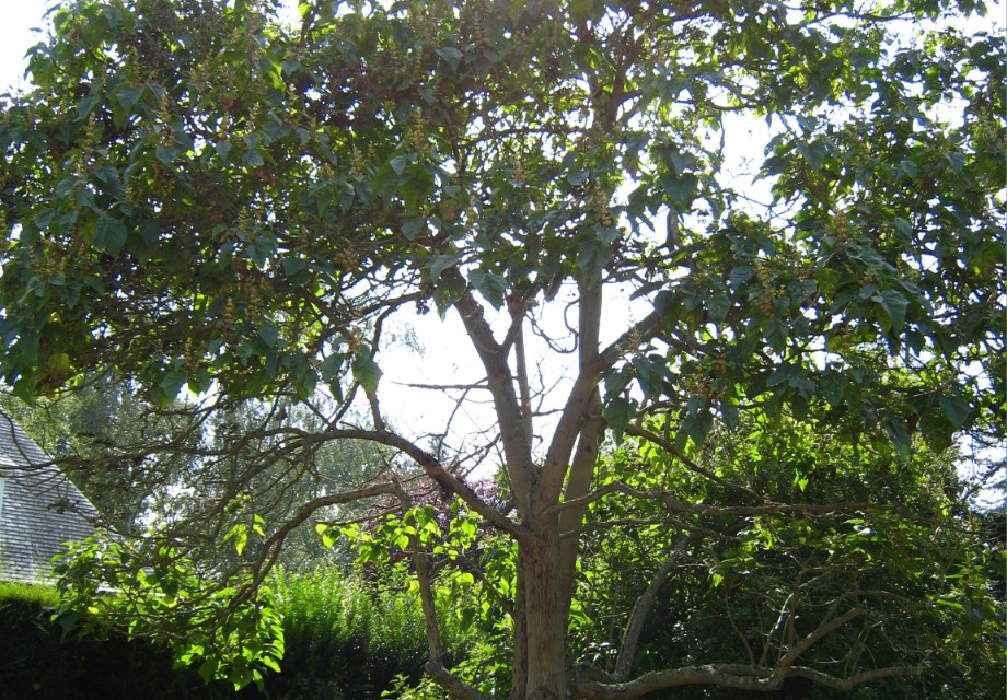 AVS Terni: Dal Comune di Terni risposte inadeguate alle proteste sul taglio indiscriminato di alberi e mancate ripiantumazioni