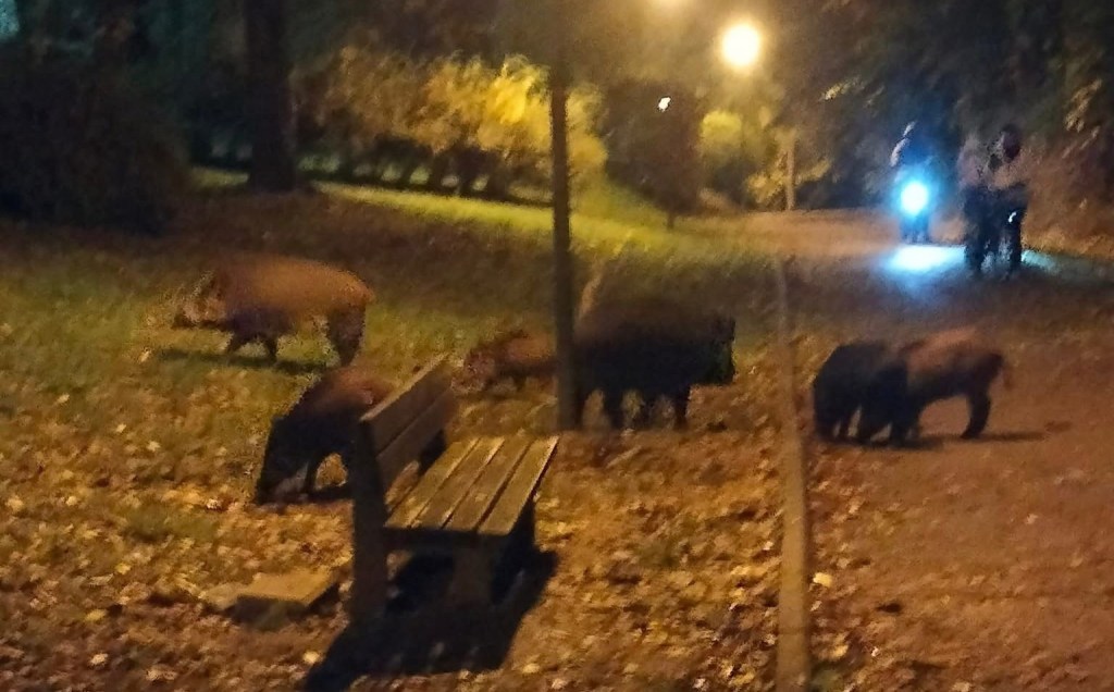 Branco di cinghiali e una volpe a spasso nel parco
