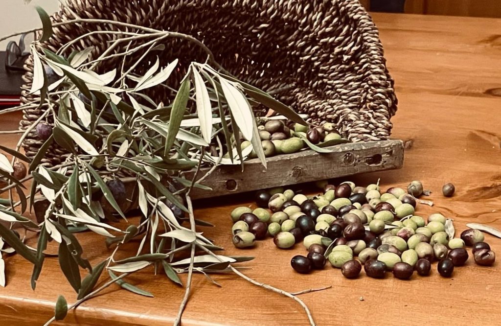 Magione, nel weekend torna “Olivagando” per celebrare sua maestà “l’oro verde”