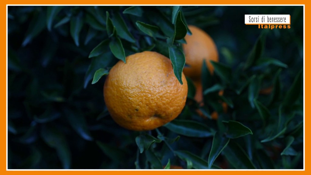 Sorsi di Benessere – Un pesto di agrumi facile da preparare