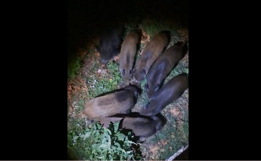 Colonia di cinghiali invade il Tessino in centro a Spoleto | Video